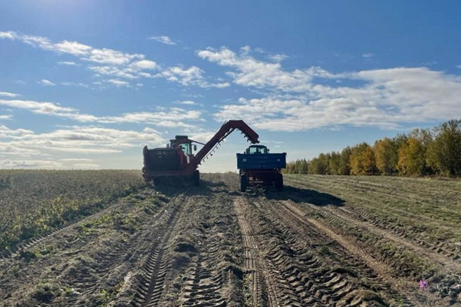 Ямальские фермеры планируют собрать более 400 тонн картофеля