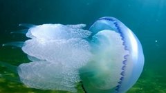 Бритаев: Добыча мeдуз в Азовском море оказывается нецелесообразной