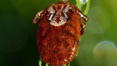 Весной клещи в России проснутся раньше обычного