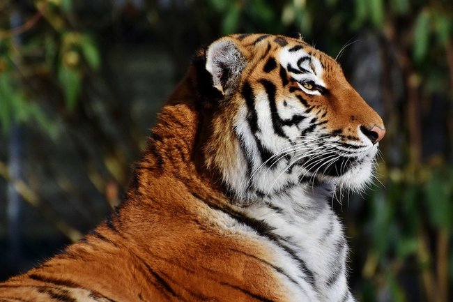 Конфликтную тигрицу поймали под верандой в Хабаровском крае