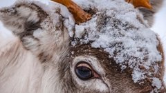 Олени из Норвегии оказались в России, но их владельцы не могут их вернуть