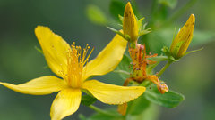 Диетолог предупредила об опасности травяных чаев