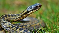 Зоолог Рыбалтовский прокомментировал наличие ядовитых змей в тайге, где исчезла семья Усольцевых