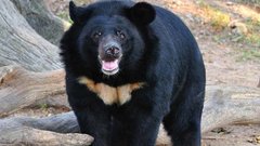 Женщина подверглась нападению медведя у храма