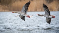 В США агрессивные гуси атаковали 72-летнюю женщину, сломав ей тазовые кости