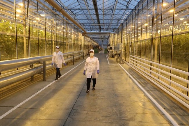 В Нижегородской области выращивают огурцы по новой технологии
