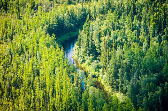 «Россети Тюмень» направили 47 млн руб. на восстановление леса в ХМАО