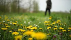 3 действенных метода полного избавления от одуванчиков на вашем участке