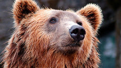 227-килограммовый медведь скрывался под домом в течение нескольких месяцев