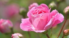 Россиянин рассказал о спонтанном решении подарить 40 роз незнакомой девушке у реки Половинка