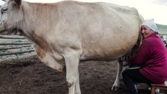 Спрос на доярок и кузнецов в России значительно возрос