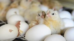 Тюменская птицефабрика приостановила продажу яиц из-за вспышки инфекции