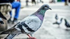 Кормление голубей с рук опасно риском подцепить инфекцию