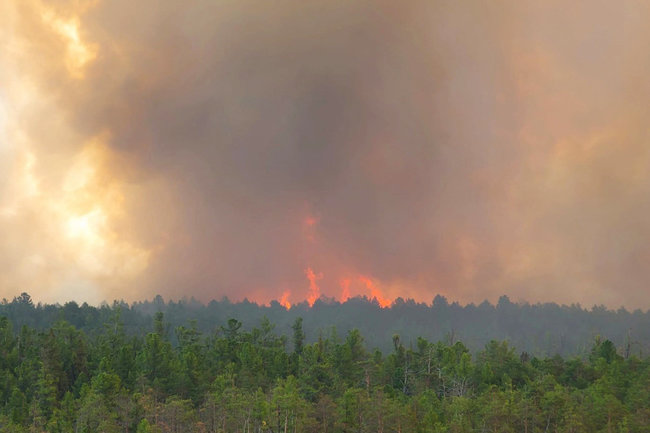 В Югре за неделю произошло 37 лесных пожаров