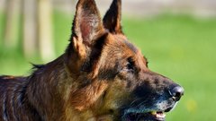 В Госдуме предложили штрафовать владельцев опасных собак за выгул без намордника