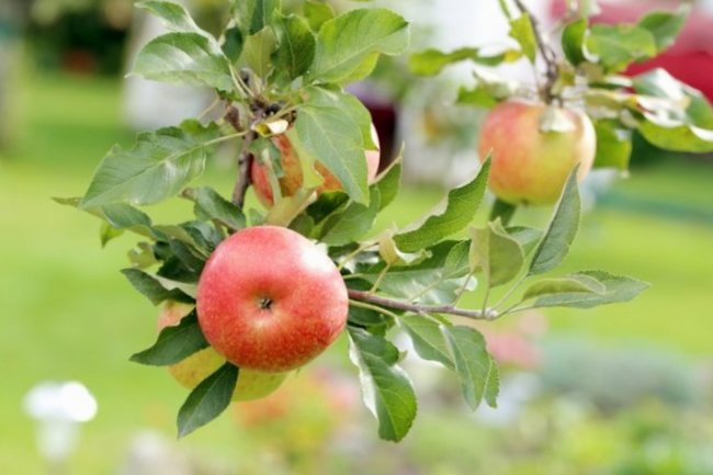 Чудо-удобрение: ветви яблони прогнутся от количества плодов