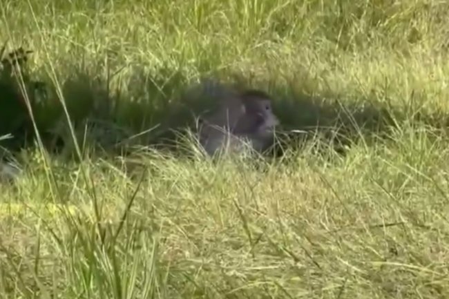 обезьяна / США