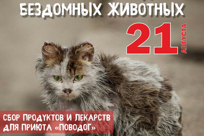 Иркутский зоосад проведет акцию по сбору помощи для обитателей приюта «Поводог»