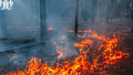 лес пожар лесные пожары лесной пожар 