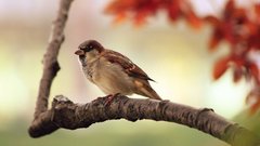 В России обитают 44 млн воробьёв, подсчитали в МГУ