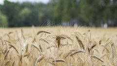 «Ъ»: В России третий год подряд наблюдается сокращение площадей под пшеницу