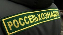 Россельхознадзор вынес решение по вакцине «Мультикан» для собак