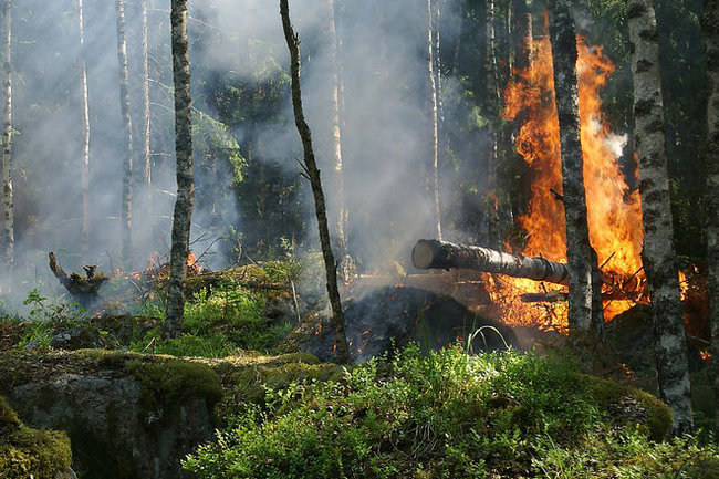 МЧС предупредило новосибирцев о повышенной пожароопасности в эти выходные