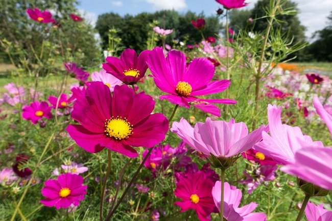 Летом на чебоксарских клумбах зацветут более 650 тысяч цветов