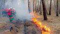 лесной пожар пожарный пожарные тушение огонь чс мчс