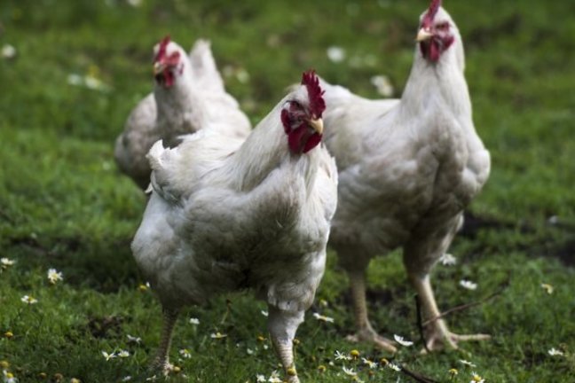 Куры - РИА Новости, 1920, 23.04.2026