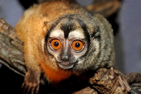 Биологические часы включают зрение ночных обезьян