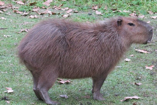 капибара