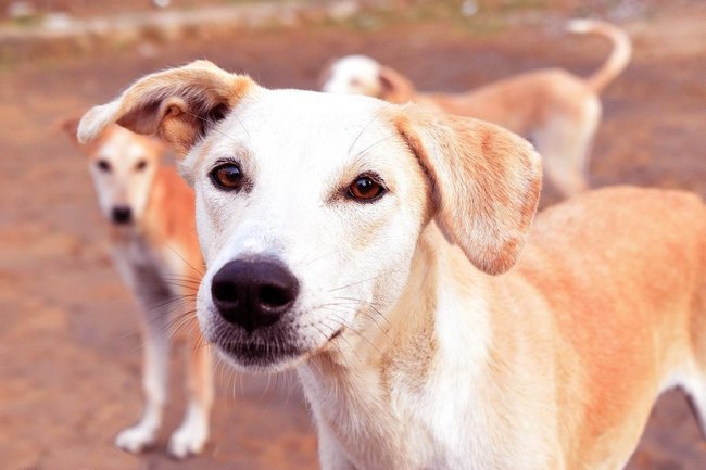 В Надыме бродячие собаки посадили под «домашний арест» жителей микрорайона Лесной