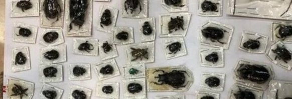 На московской таможне открыли посылки с огромными жуками из Перу