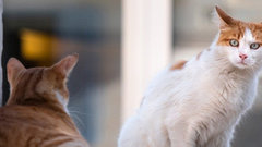 Умные дома для котов появились в России