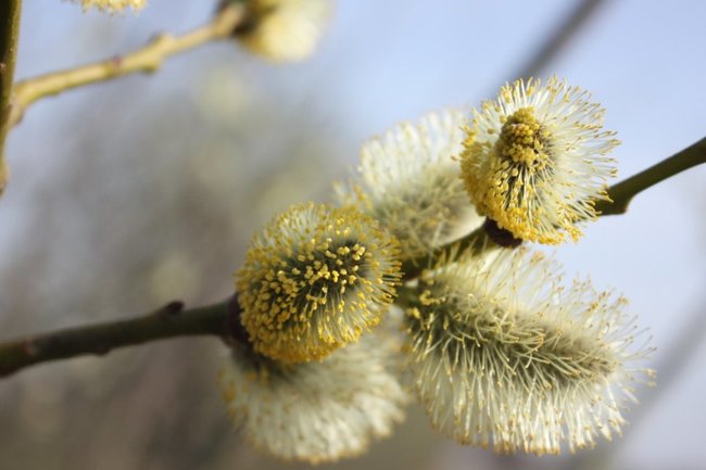 верба/ весна