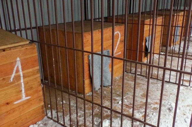 Приют «Дора» для бездомных собак переедет в Воронежскую область