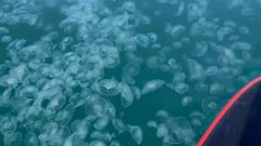Море у Анапы превратилось в кисель из медуз. Фото