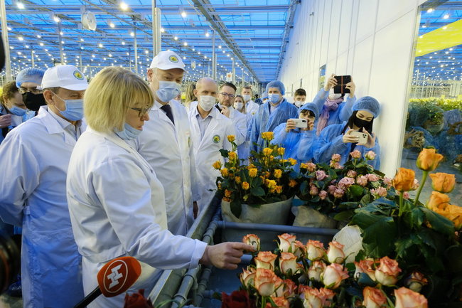 Проект «Сибирская роза»: губернатор Андрей Травников оценил работу тепличного комбината "Новосибирский"