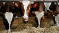 Аграрии Краснодарского края увеличивают производство молока