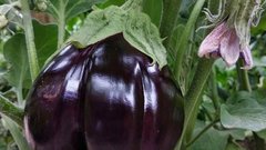 Россиянам напомнили, что баклажаны и помидоры сажают на рассаду в феврале