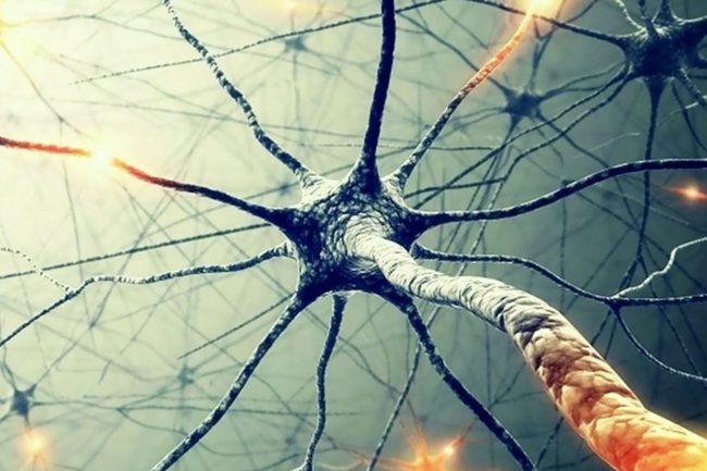 Мозг/нейроны