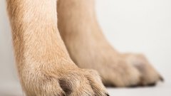 Штраф, наложенный на москвичку за неубранную собачью мочу, отменили