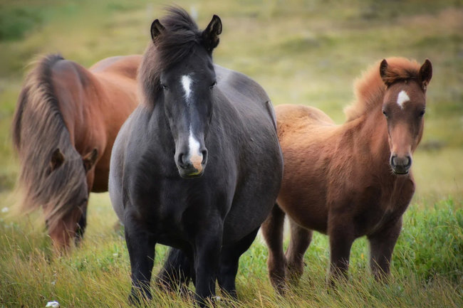 На Ямале запускают конные туристические маршруты