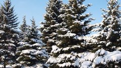 Импорт новогодних елей в Россию значительно сократился