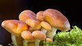 грибы 