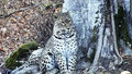 Центр восстановления леопарда на Кавказе откроют для туристов