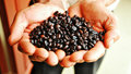 Зерновой кофе - источник антиоксидантов