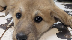 В российском регионе спасли щенка, который сплавлялся по реке на бревне