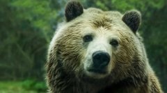 Увеличение патрулирования лесных территорий из-за активности медведей: новости России 25 августа